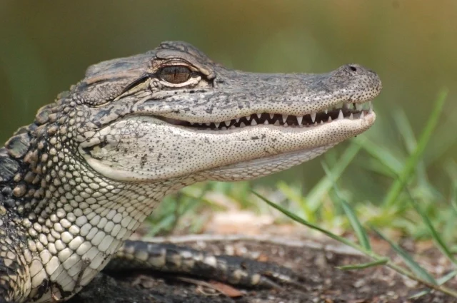 Совершают человеческие преступления не только крокодилы.