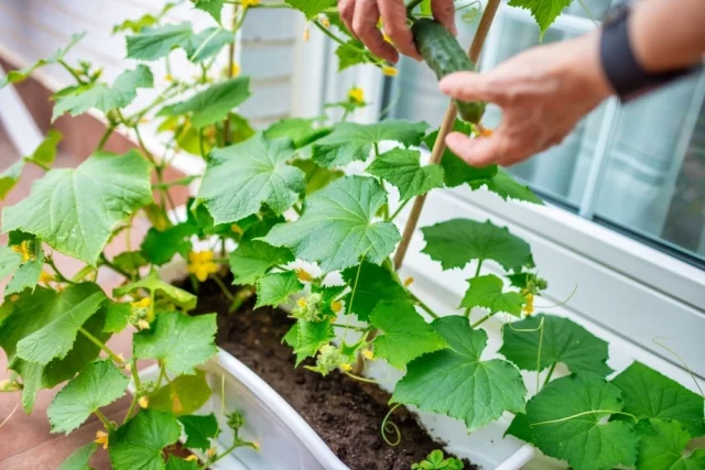 Ключ к хорошему урожаю — правильный выбор сорта.