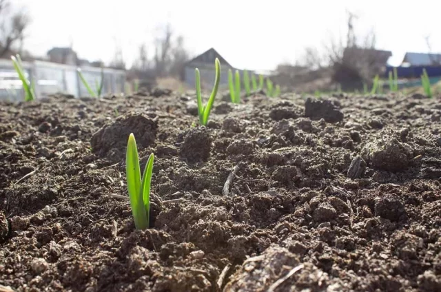 Если чеснок был посажен недостаточно глубоко, это может быть причиной его быстрого роста.