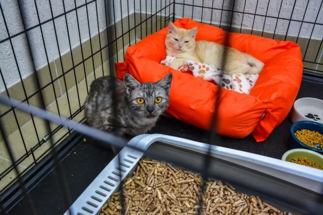 Приюты переполнены, но люди не спешат забирать домой ни красивых, ни здоровых, ни тем более больных зверей.