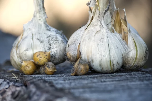 Этот сорт лука точно стоит высадить на своем участке. 