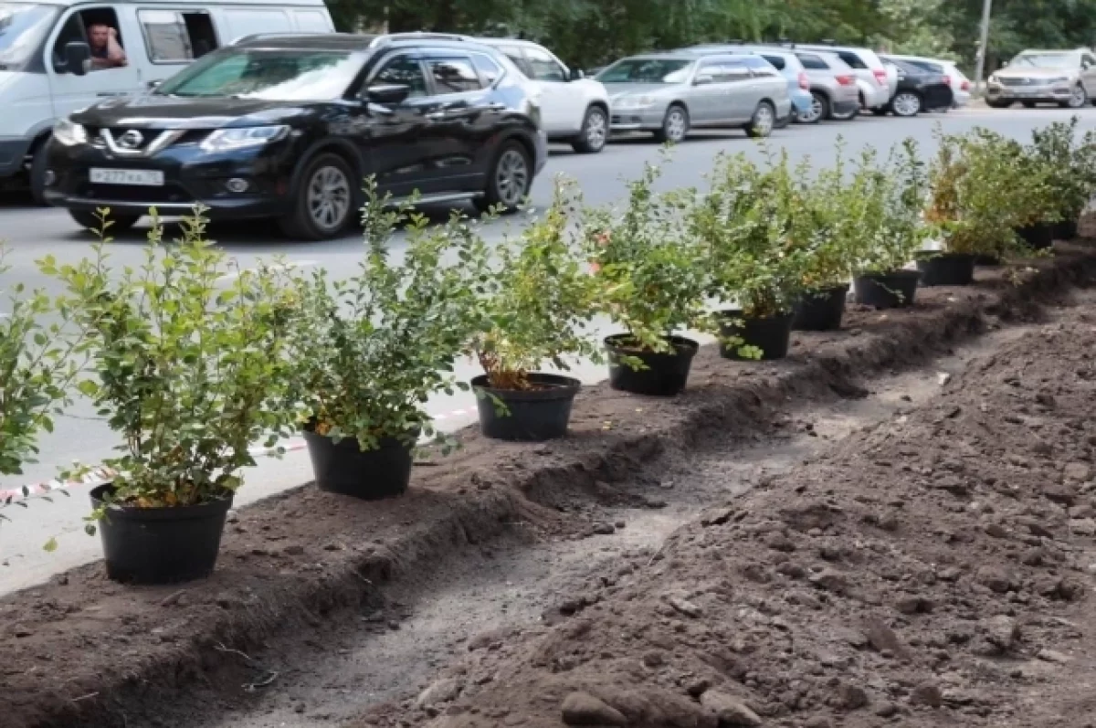 Максим Кудрявцев подвел итоги озеленения Новосибирска Мэр Новосибирска Максим Кудрявцев о программе озеленения города