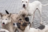 В «Велес» попадают больные, старые и нуждающиеся в срочной помощи животные. 