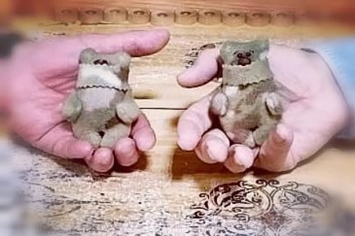 «Перебить запахи войны». Эти мишки дают бойцам на СВО ощущение дома
«Перебить запахи войны». Эти мишки дают бойцам на СВО ощущение дома