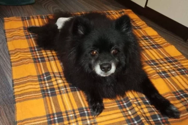 Шпиц Мишка после травмы может остаться инвалидом