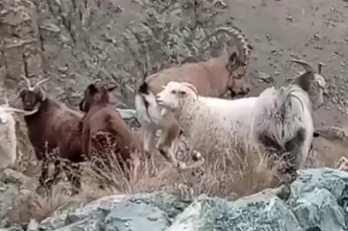 Дикий козел-ловелас на Алтае сблизился с домашними козами и стал отцом