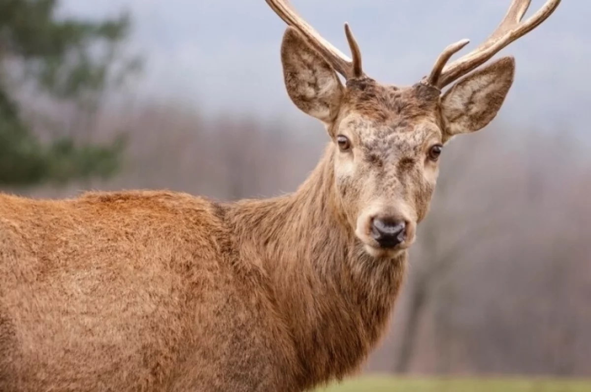 В Новосибирске попытались незаконно вывезти рога оленя
