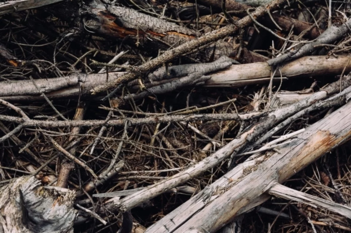 В Новосибирске спасатели устранили опасные ветки на территории школы №145