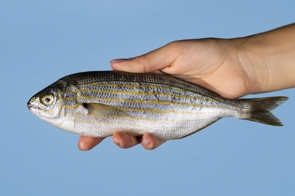 На Ямале увеличится субсидирование рыбодобывающих предприятий