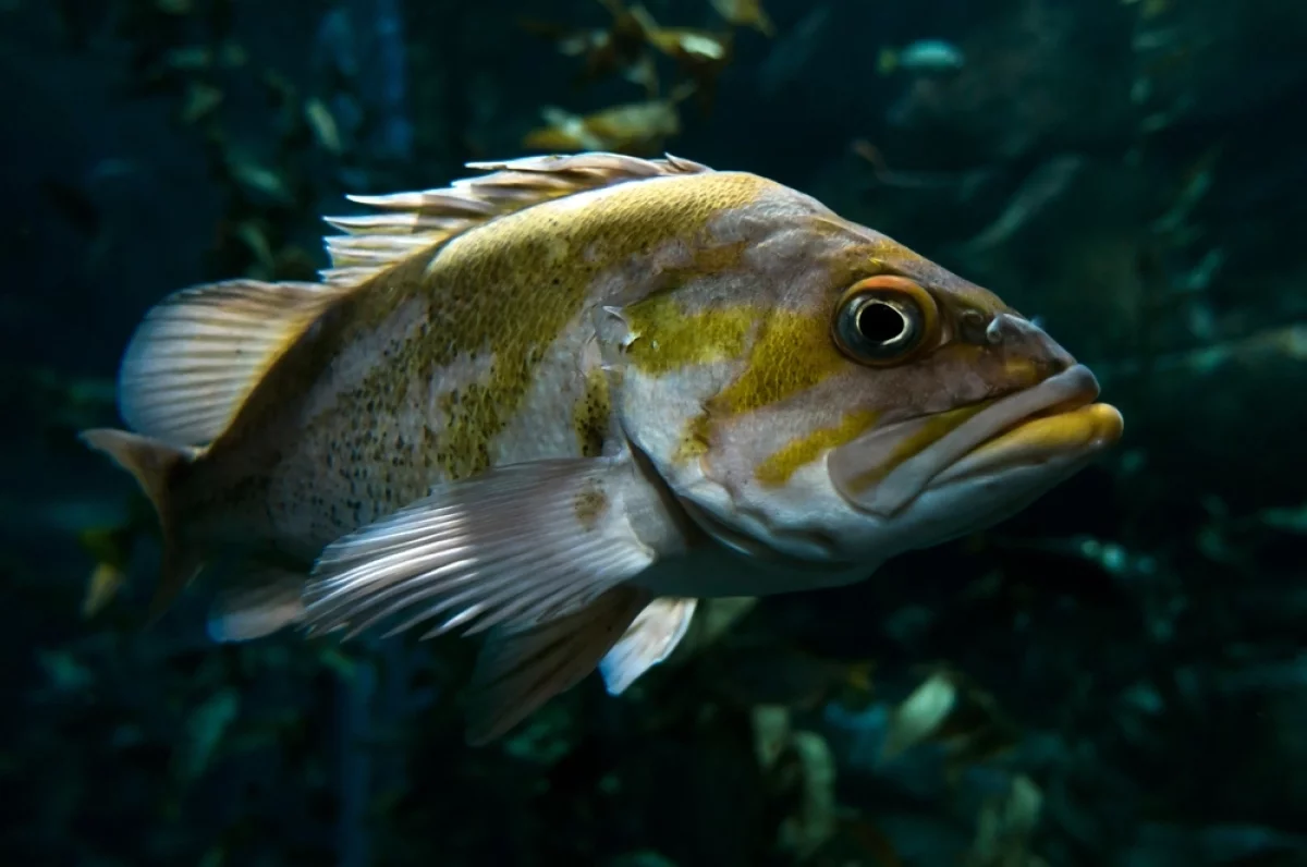 
 Убийца барабулек. Чёрное море захватывает новый угрожающий вид    