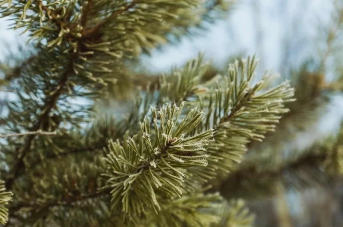 Сибиряков предупредили о конфискации автомобилей за срубленные елки