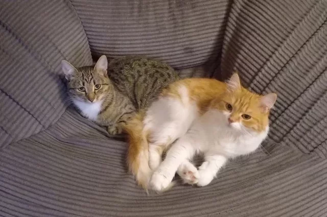 У животных, как и у людей, тоже бывают депрессии. Им бывает тревожно и грустно, вот только сами они не могут проанализировать свое состояние...