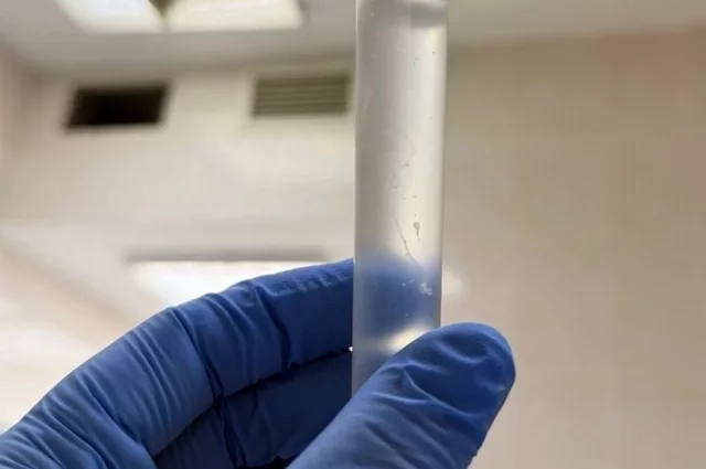 Найденный червь называется Dirofilaria