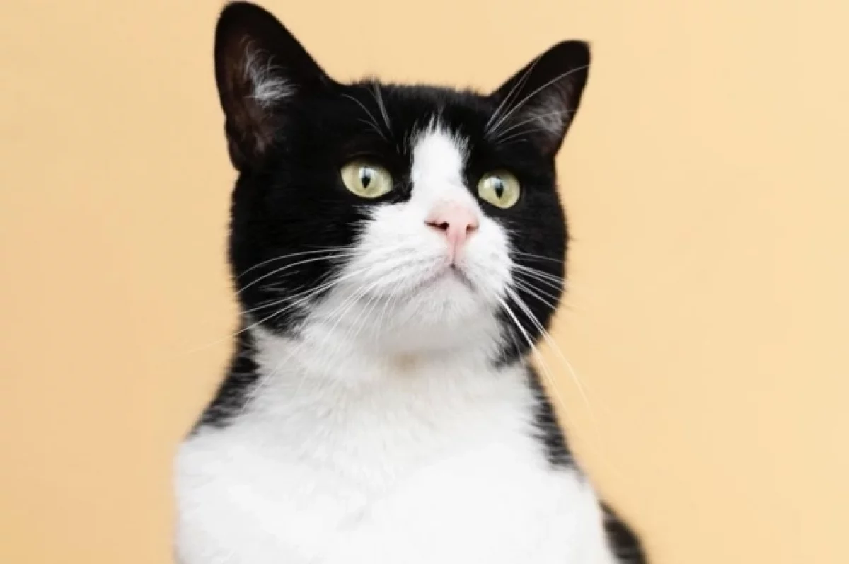 Во Львове предложили заменить кошачье мяу на няв в рамках дерусификации