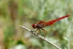Фауна беспозвоночных отличается обилием разных видов стрекоз.