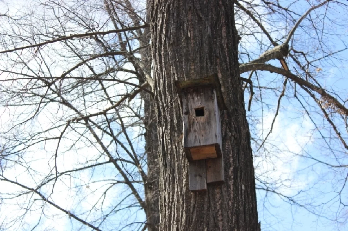 Орнитолог Чернова объяснила, как помочь городским птицам в первые холода