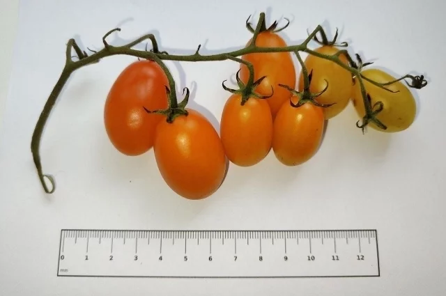 Среди ключевых достоинств сорта — приятная сладость.