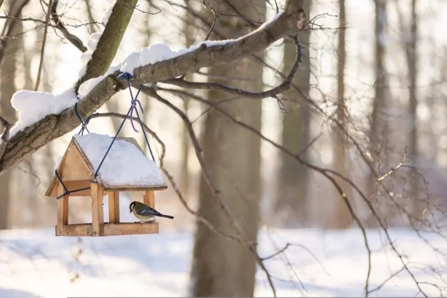 Кормушки лучше размещать в тихих местах, вдали от дорог.