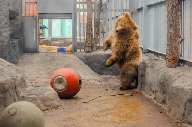 Когда старшее поколение уже впадает в спячку, медвежата продолжают играть на свежем воздухе.