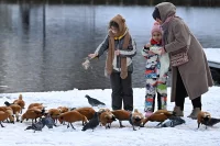 Горожане кормят птиц на Коньковских прудах в Москве.