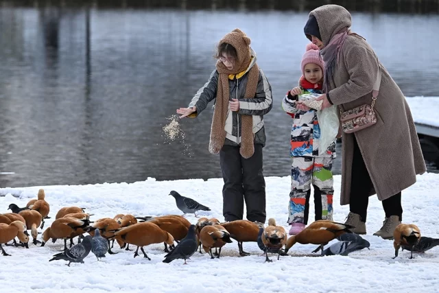 Горожане кормят птиц на Коньковских прудах в Москве.