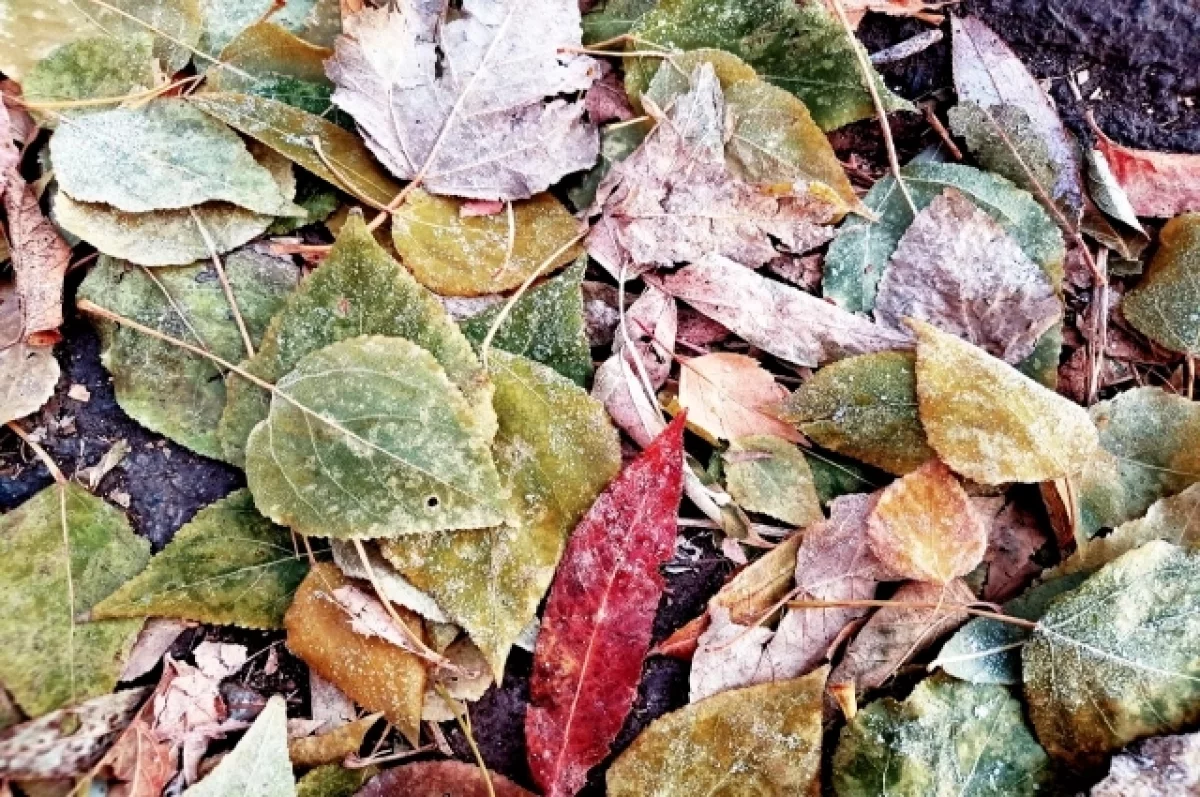 МЧС: в Брянской области 20 ноября подморозит до 5 градусов ниже нуля