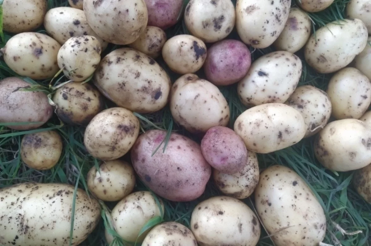 4,7 тыс. тонн картофеля собрали аграрии Карелии