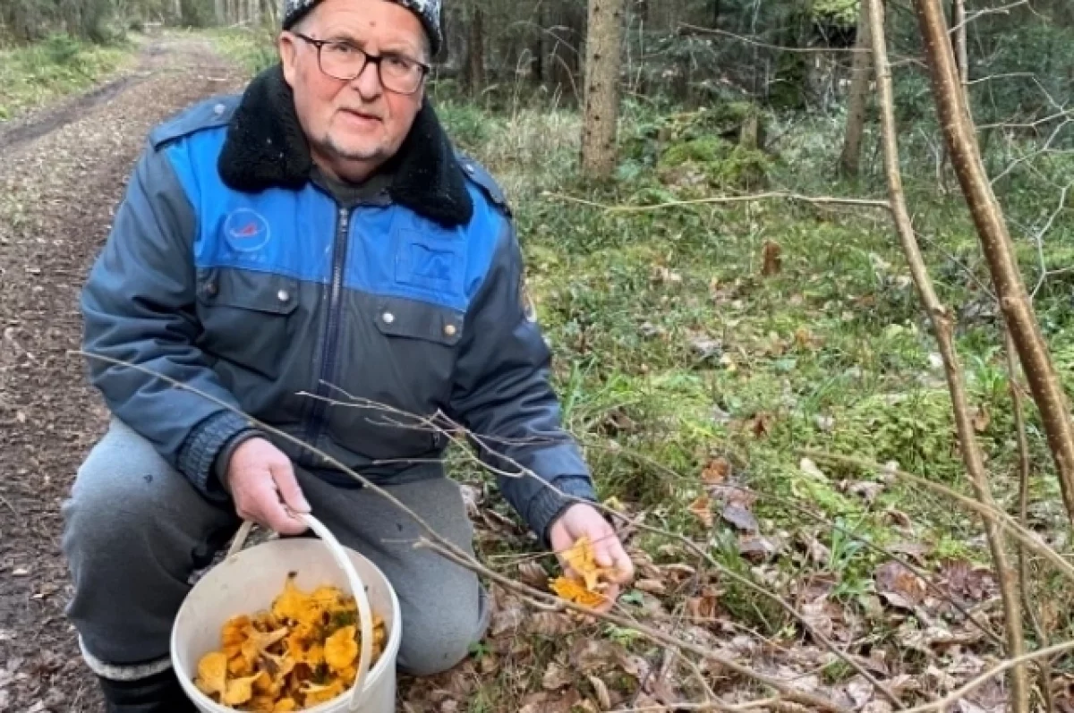 Жители Тверской области возвращаются из леса с целыми вёдрами грибов