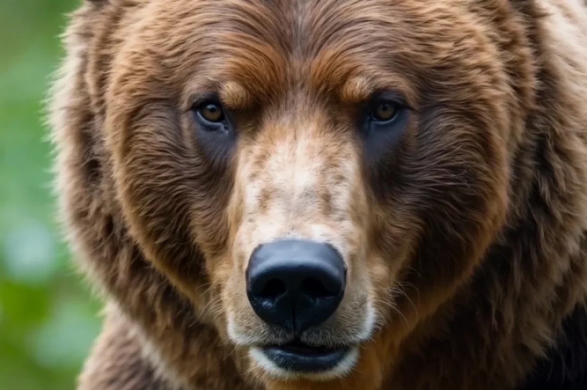 Медведей заметили в окрестностях Северо-Курильска