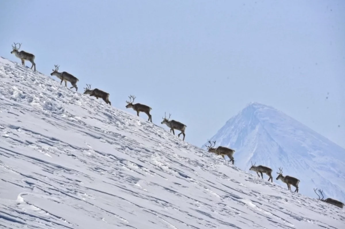 На Камчатке северные олени мигрируют к зимним пастбищам