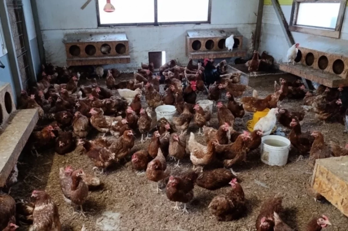 В селе Семеновка ввели карантин из-за падежа птицы