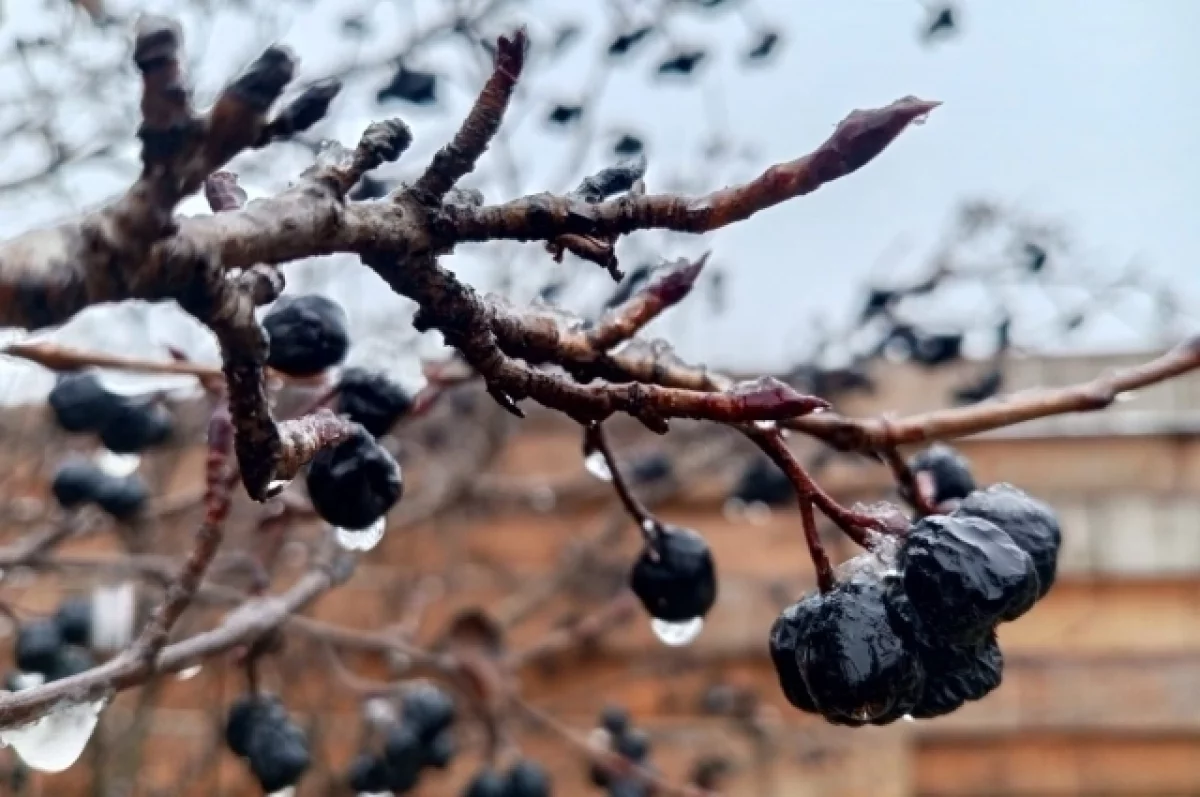 Потеплеет до +8 градусов в Алтайском крае днем 20 ноября