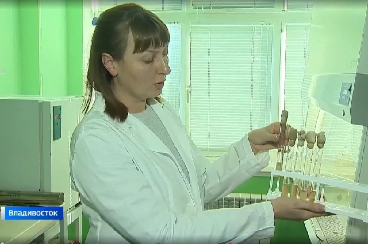 Морской гриб: эффективное средство лечения ожогов открыли в Приморье