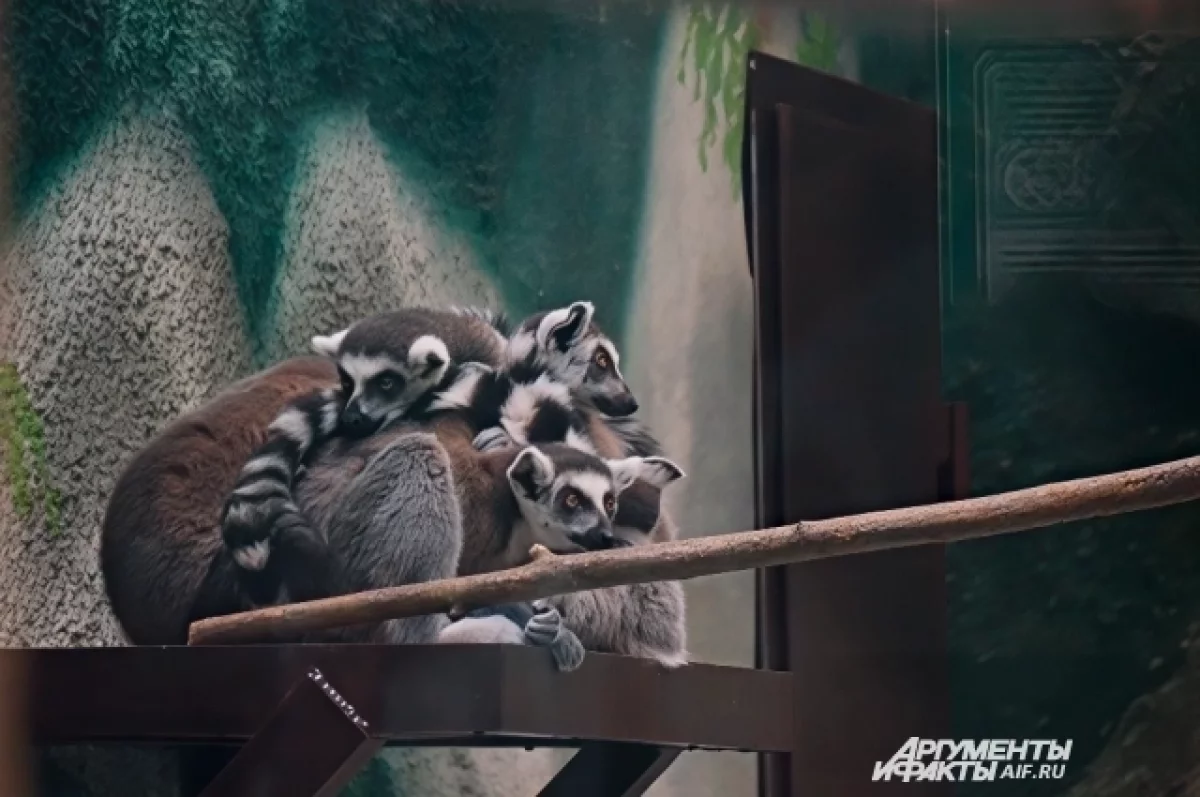 С 1 декабря в Перми изменится режим работы зоопарка