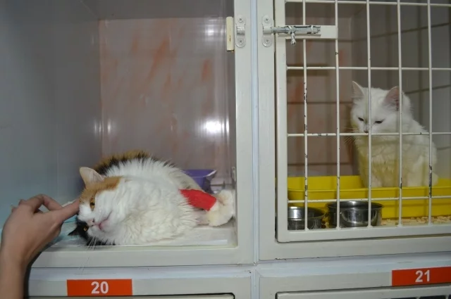 Отзывы на частную ветклинику в Ставрополе разнятся: одни её ругают, другие благодарят.