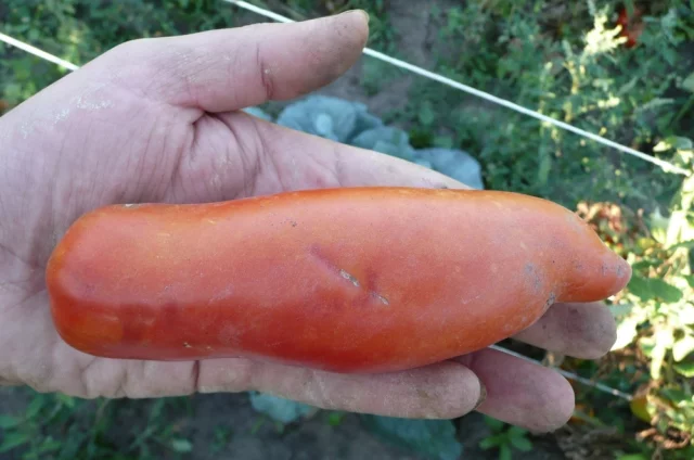 Сорт Дядя Степа любят за крупные, длинные, эффектные плоды — настоящая «визитная карточка» огорода.