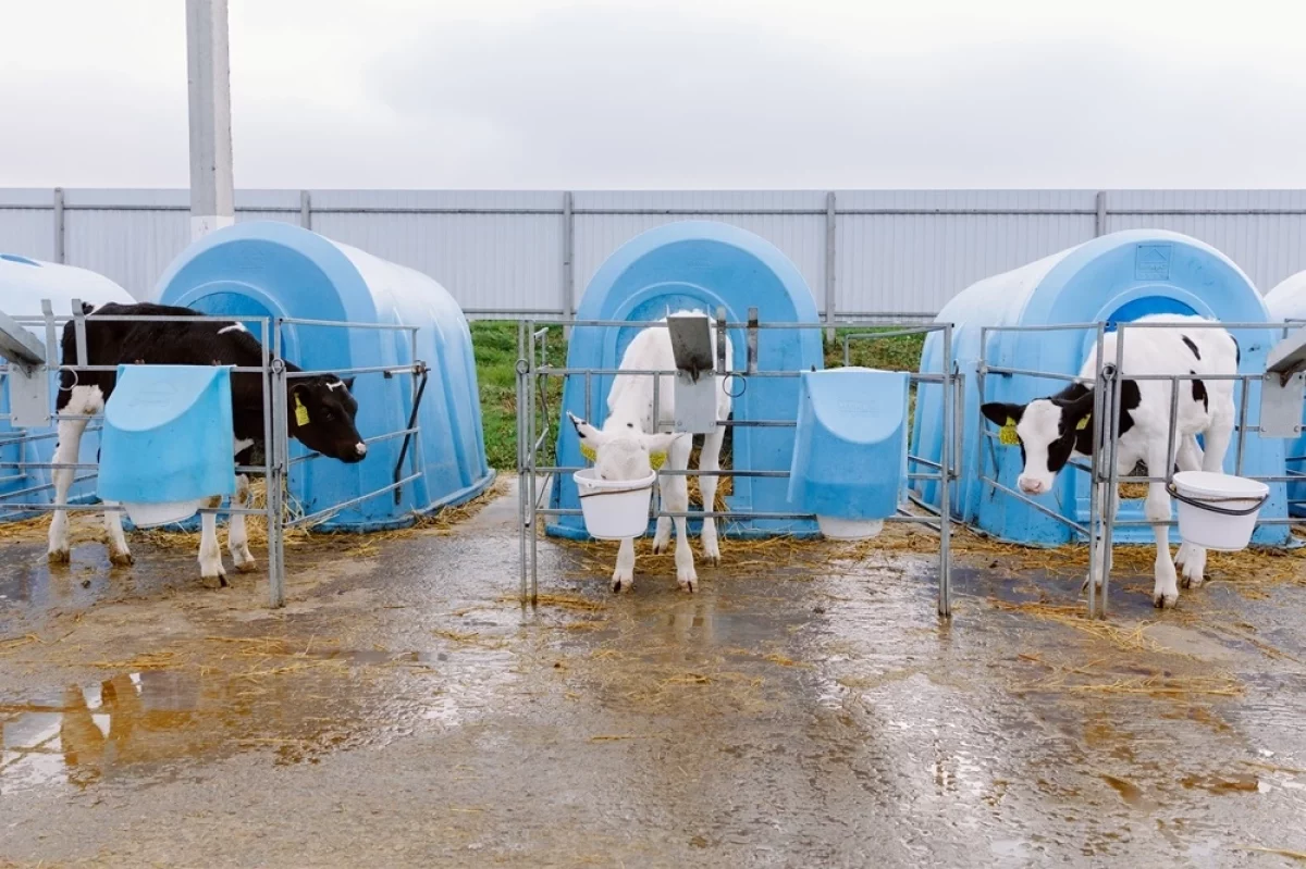 
 От прошлого к будущему. Молочная продукция набирает популярность    