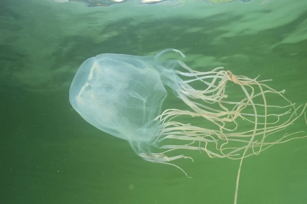 Превращают отпуск в смерть. Медузы атакуют туристов от Малайзии до Дубая