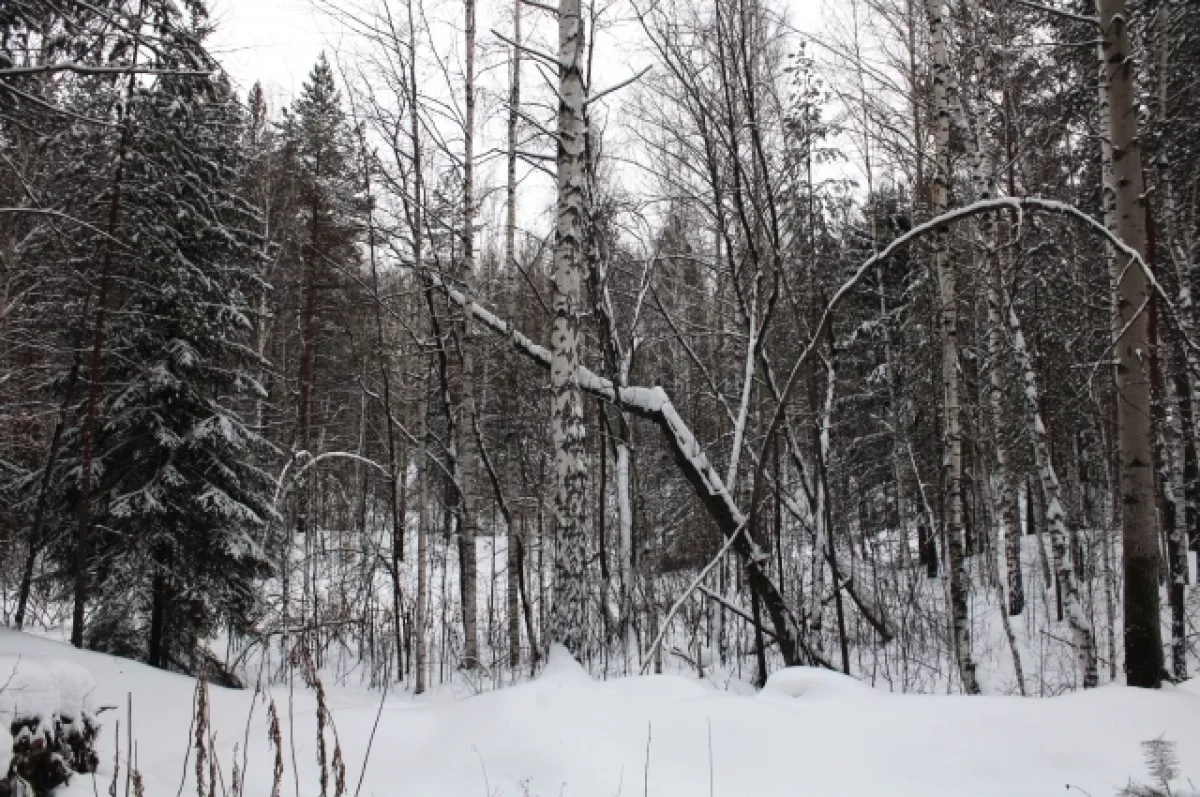 Более 700 участков оформили в Карелии по программе «Гектар в Артике»