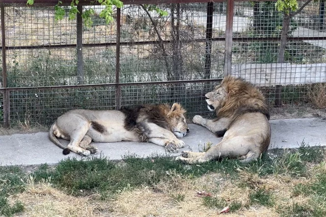 Львы в парке. 