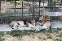 Львы в парке. 