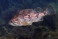 Корейский окунь.