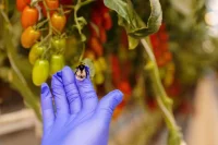 Российские шмели дешевле и не менее производительны, чем импортные.