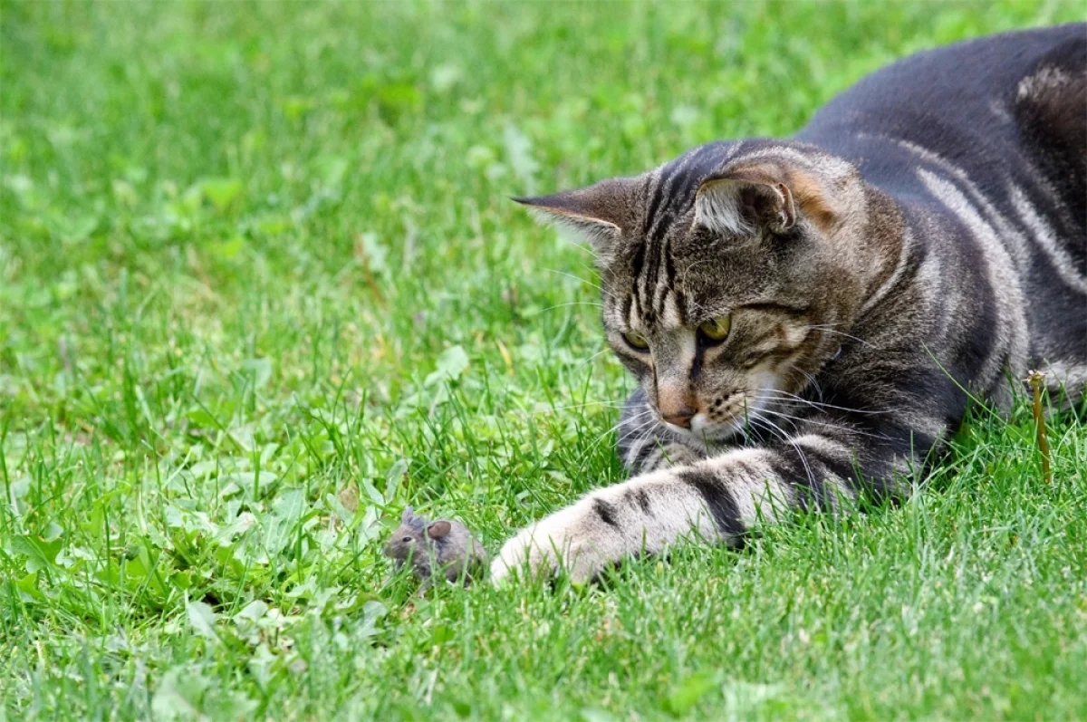 Дикие — вне закона. Новая Зеландия убьет 2,5 млн кошек
Дикие — вне закона. Новая Зеландия убьет 2,5 млн кошек