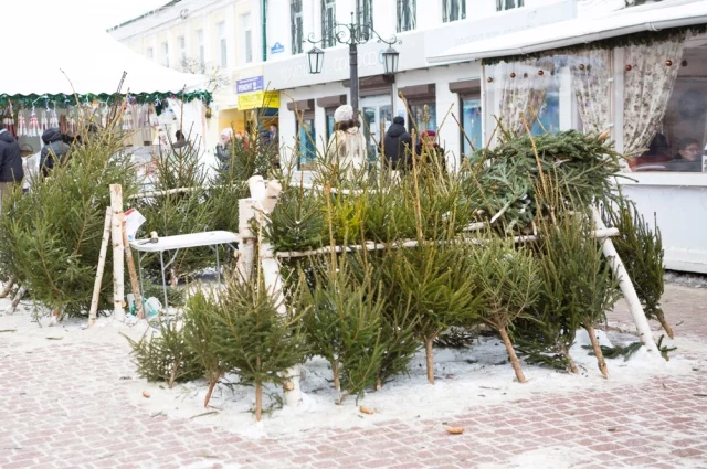 Запах хвои укрепляет здоровье человека.