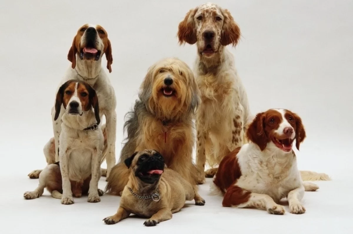 Эксперт Шеляков: догхантеры добавляют в яд противорвотные препараты