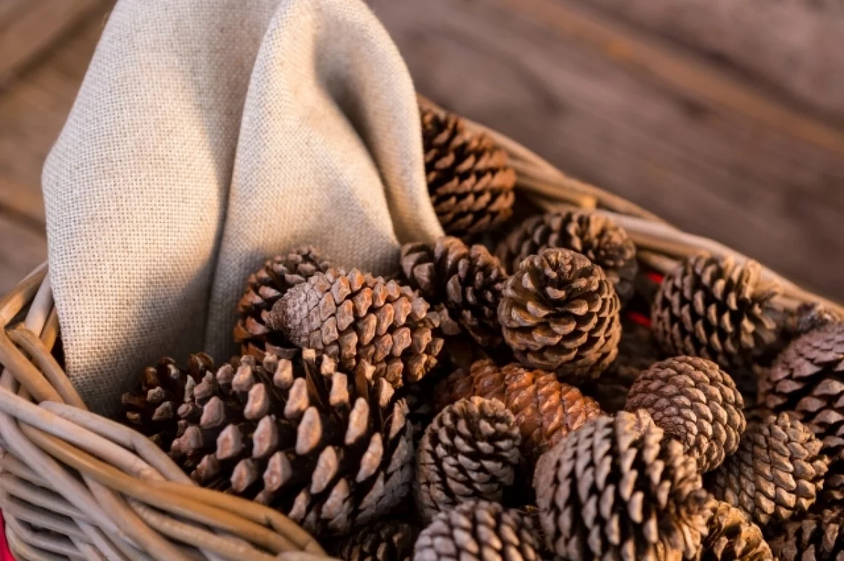 6,4 тонны шишек собрали жители Карелии