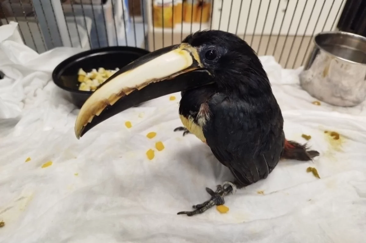 В Карельский зоопарк после лечения вернулся черногорлый арасари