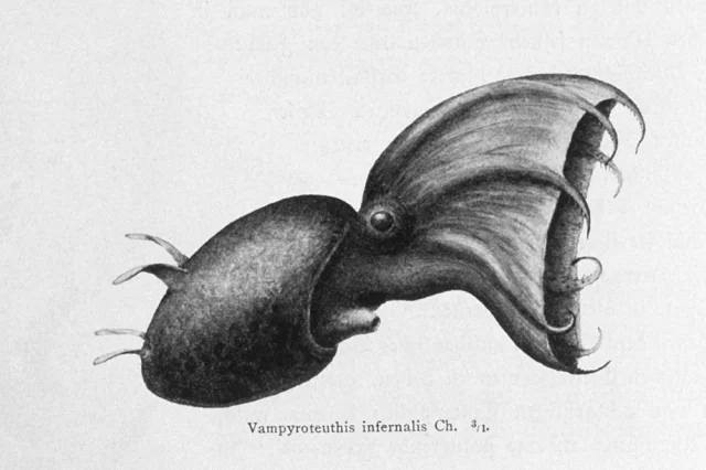 Адский вампир (Vampyroteuthis infernalis). Оригинальный рисунок Карла Хуна, который первым описал вид в 1903 году.