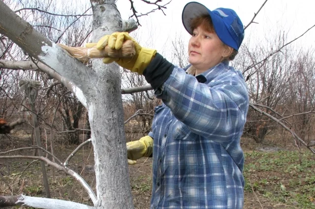 Обработайте стволы сейчас — это снизит риск солнцепека и предотвратит трещины.